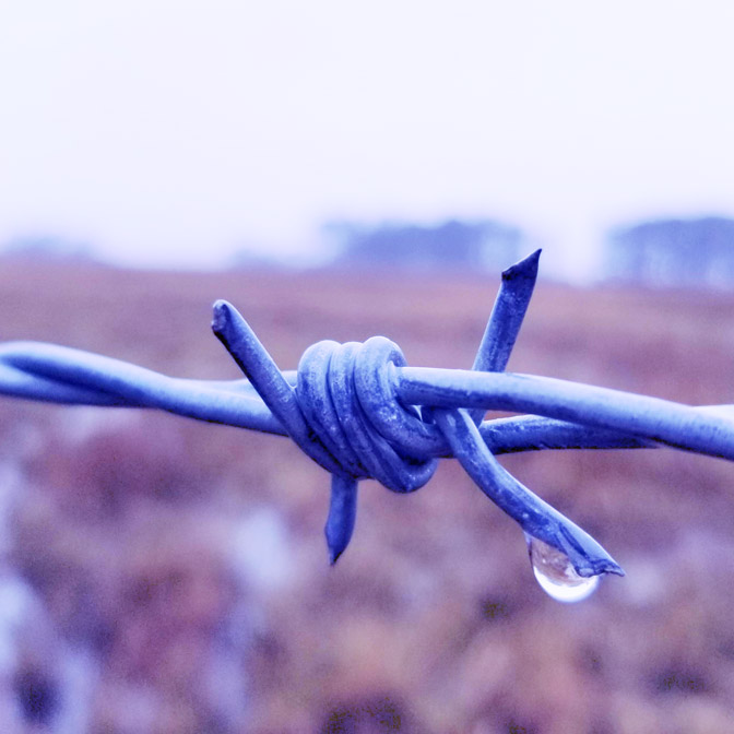 Close-up of barbed wire with a raindrop, symbolizing emotional pain and entrapment in an abusive relationship — representing recovery from emotional abuse and domestic violence through therapy and healing.