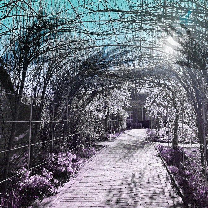 Abstract visual representing therapy for schizophrenia in Massachusetts, featuring a blurred pathway formed by intertwined branches with cool blue-green lighting, symbolizing the journey toward mental health recovery. The image aligns with Handel Behavioral Health’s approach to treating schizophrenia through evidence-based therapies, medication management, and family support across Massachusetts locations including Amherst, Franklin, West Springfield, Wilbraham, and Natick.