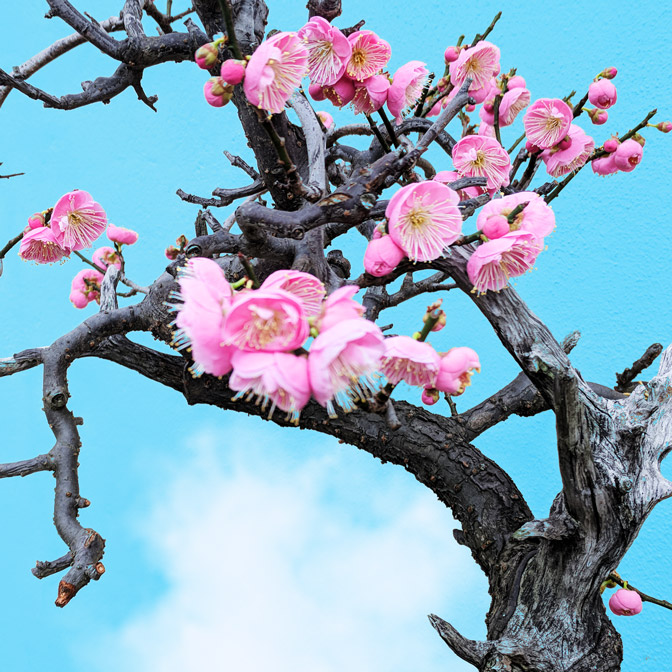 Close-up of a blossoming tree with bright pink flowers against a vivid blue background, symbolizing resilience, remembrance, and honoring transgender lives lost to discrimination and violence.